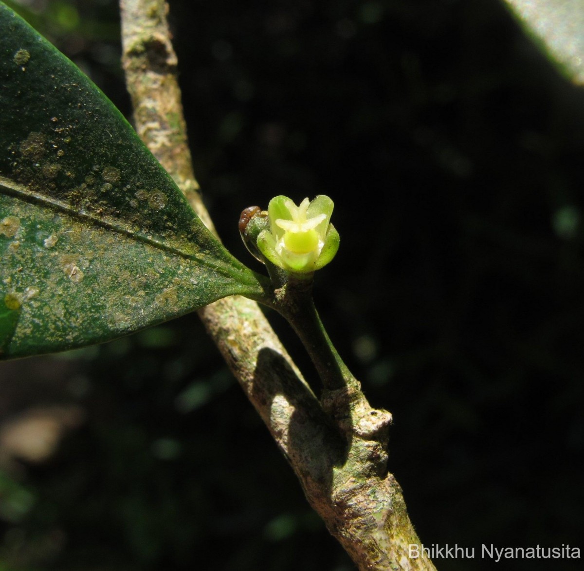 Suregada lanceolata (Willd.) Kuntze